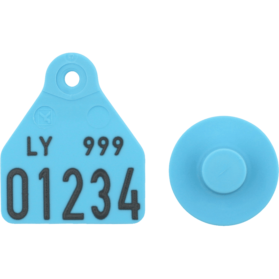 Ovina male m. nr. + small female